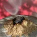 Благовония Gangchen Тибетские Порошковые Санг Himalayan Healing 45 гр 14x10.5 см (26813) Благовония Gangchen Тибетские Порошковые Санг Himalayan Healing 45 гр 14x10.5 см (26813)