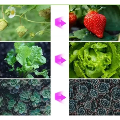 Фитолампа светодиодная для растений Plant GrowLight-3 с таймером черная Фитолампа светодиодная для растений Plant GrowLight-3 с таймером черная