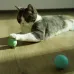 М'ячик для котів Cheerble Ice Cream Ball C0419-C Зелений
