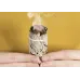 Калифорнийский белый шалфей Amber White Sage для окуривания пучок 10 см 30-40 г