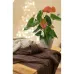 Вязаный плед Прованс SOFT 140х180 см Мокко (3040) Вязаный плед Прованс SOFT 140х180 см Мокко (3040)